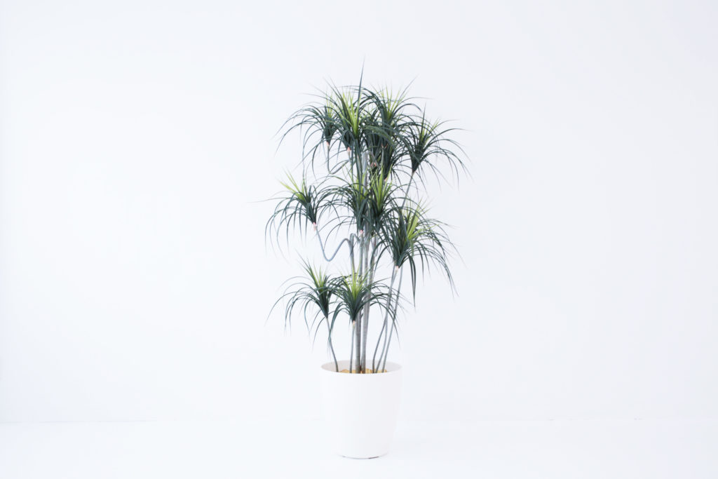 観葉植物(レプリカ)2